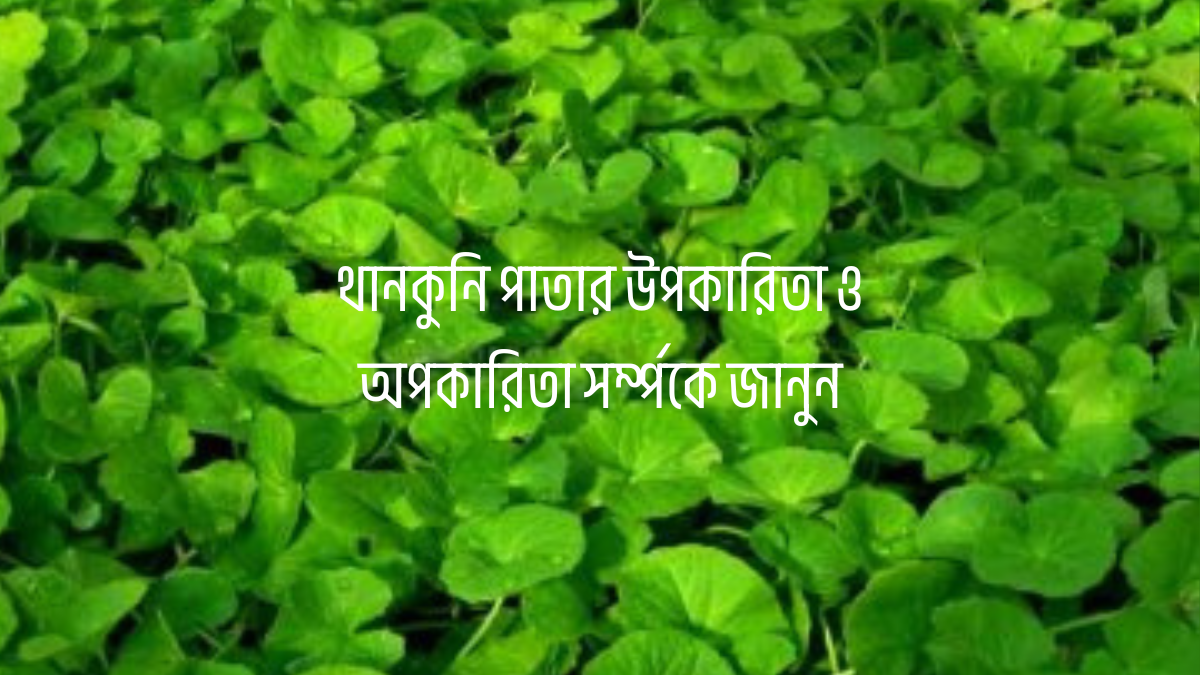 থানকুনি পাতার উপকারিতা ও অপকারিতা সর্ম্পকে জানুন থানকুনি পাতার উপকারিতা ও অপকারিতা