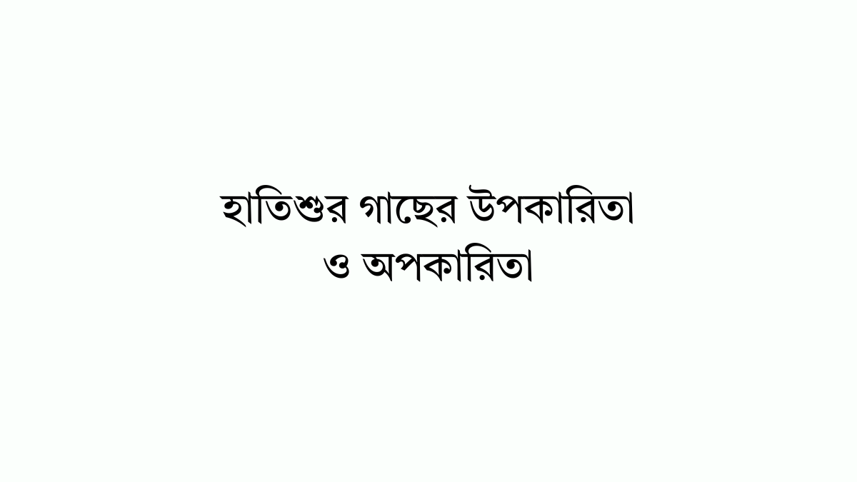 হাতিশুর গাছের উপকারিতা ও অপকারিতা হাতিশুর গাছের উপকারিতা