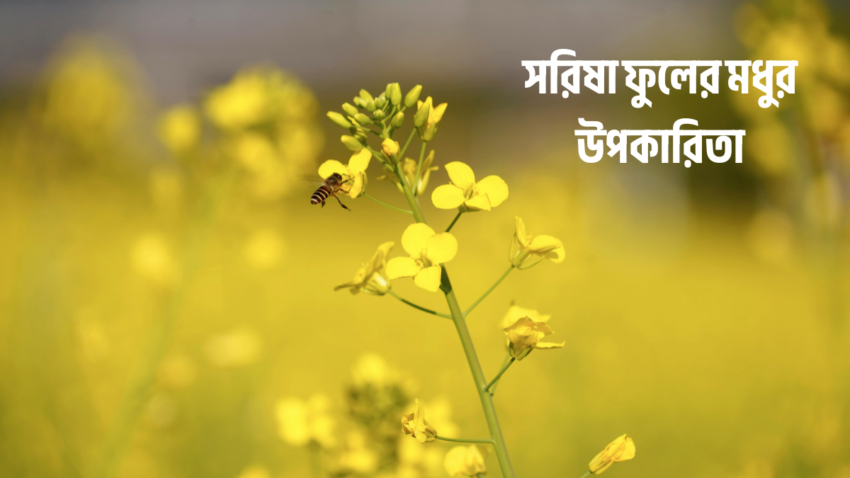 সরিষা ফুলের মধুর উপকারিতা ও সরিষা ফুলের মধু চেনার উপায় সরিষা ফুলের মধুর উপকারিতা