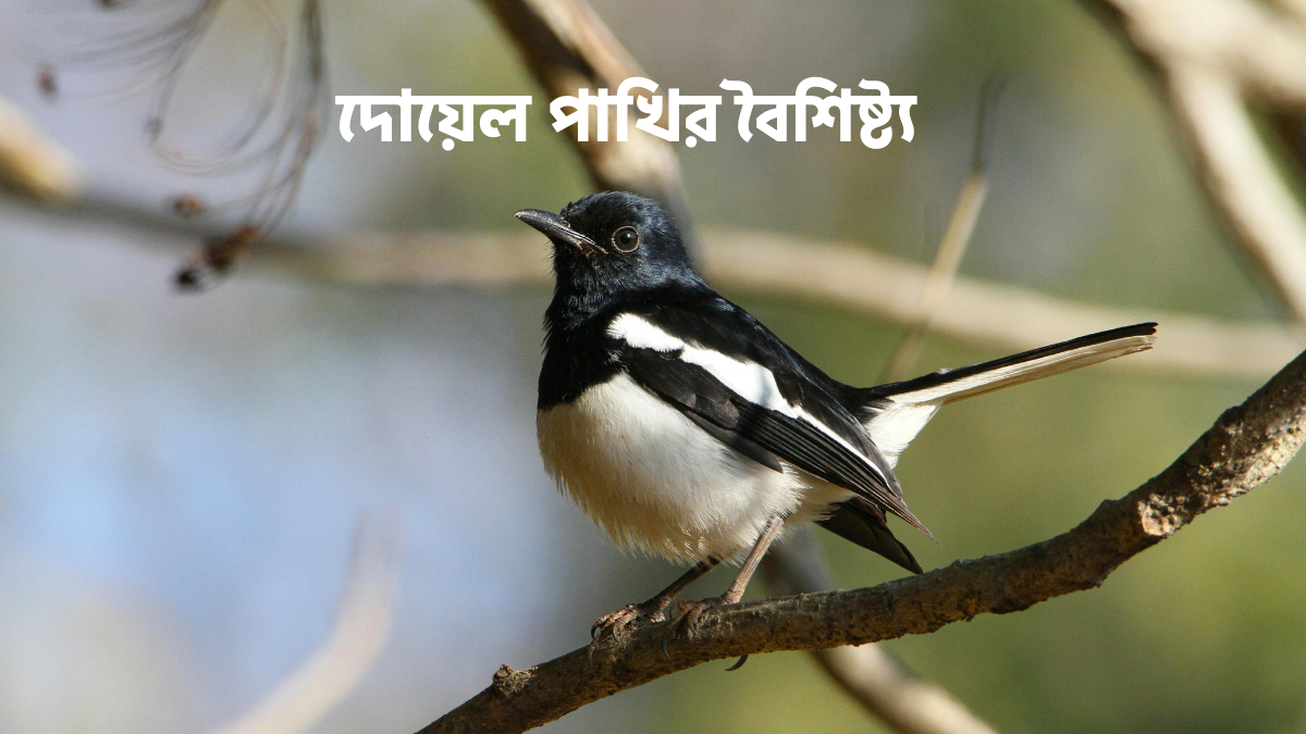 দোয়েল পাখির বৈশিষ্ট্য – বাংলাদেশের জাতীয় পাখি দোয়েল পাখির বৈশিষ্ট্য